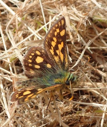Réf. 334 094 : Carterocephalus palaemon